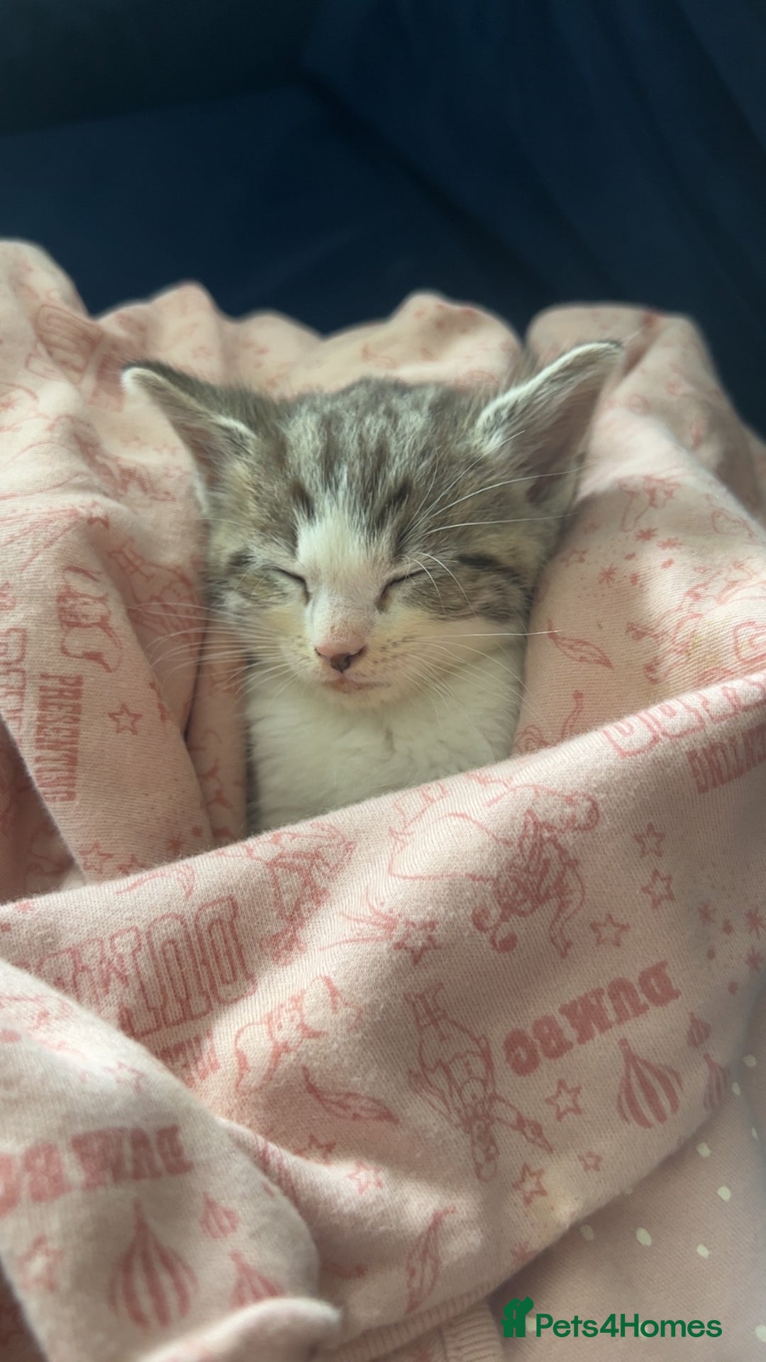 European cats for sale: 1 female kitten in Huddersfield - Image 3