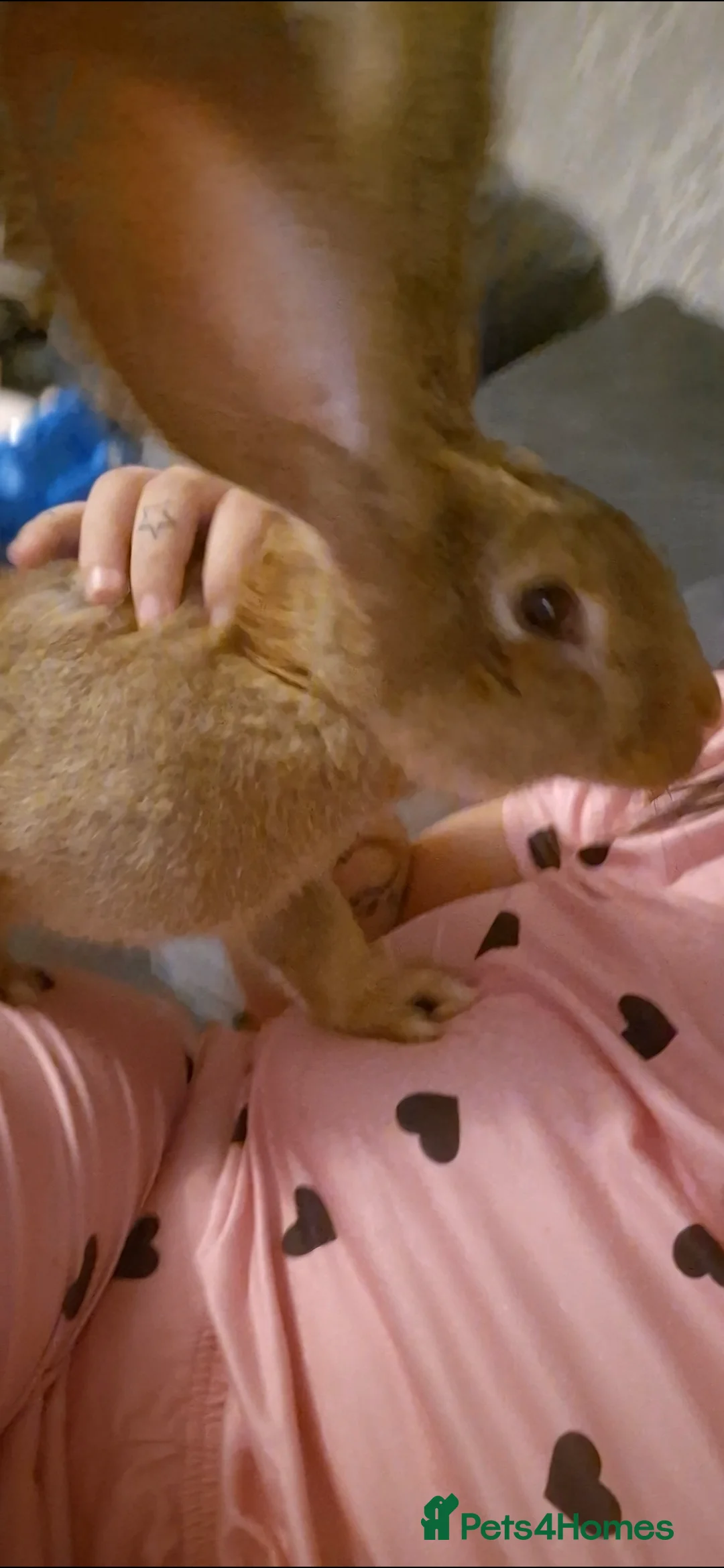 Continental Giant rabbits for sale: Continental rabbit - Advert 2