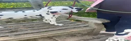 Dalmatian dogs for sale: Royal KC Registered Dalmatian Puppy (Male) - Advert 13