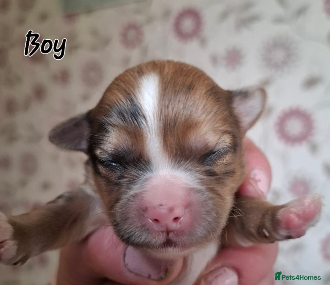 Mixed Breed dogs for sale: Ready to collect  - Advert 26