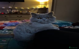 British Longhair cats for sale: Teddy - Advert 1