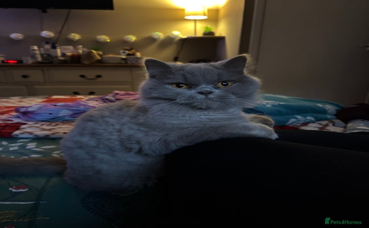 British Longhair cats Teddy - Advert 15