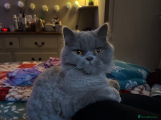 British Longhair cats Teddy - Advert 1