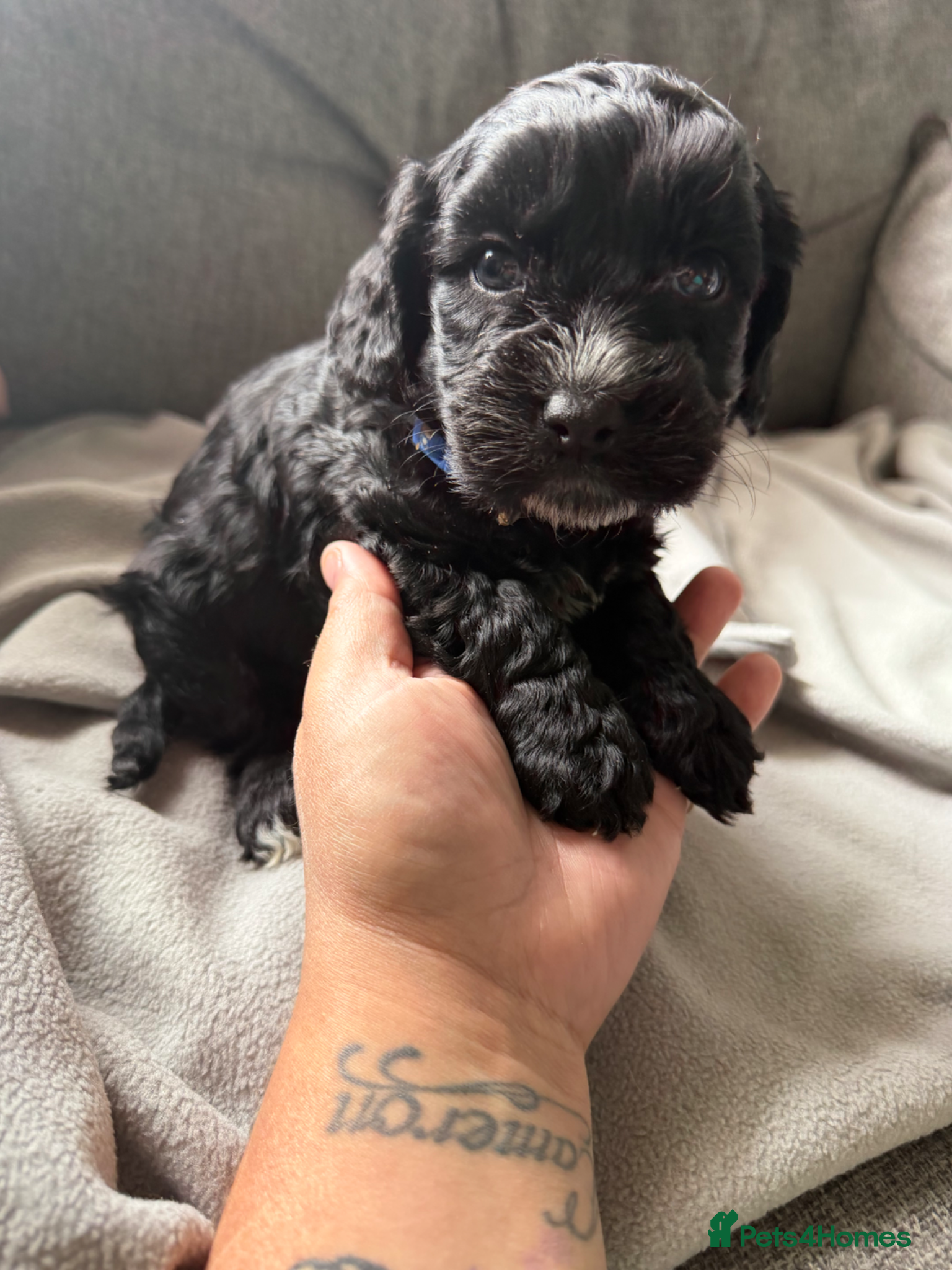 Cockapoo dogs for sale: Beautiful cockapoos - Advert 19