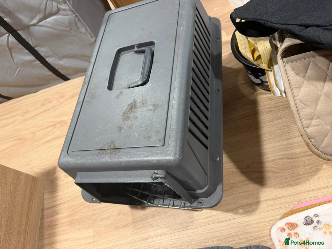 Guinea Pig rodents for sale: 2 Lovely Bonded Female Guinea Pigs+Complete Setup in Nottingham - Advert 9