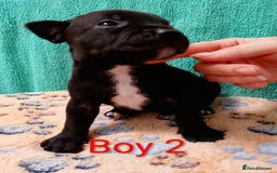Staffordshire Bull Terrier dogs for sale: KC Registered Champions Bloodline Show Quality  - Image 5