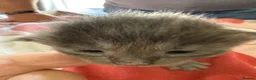 Mixed Breed cats for sale: Ragcoon Kittens - Advert 2