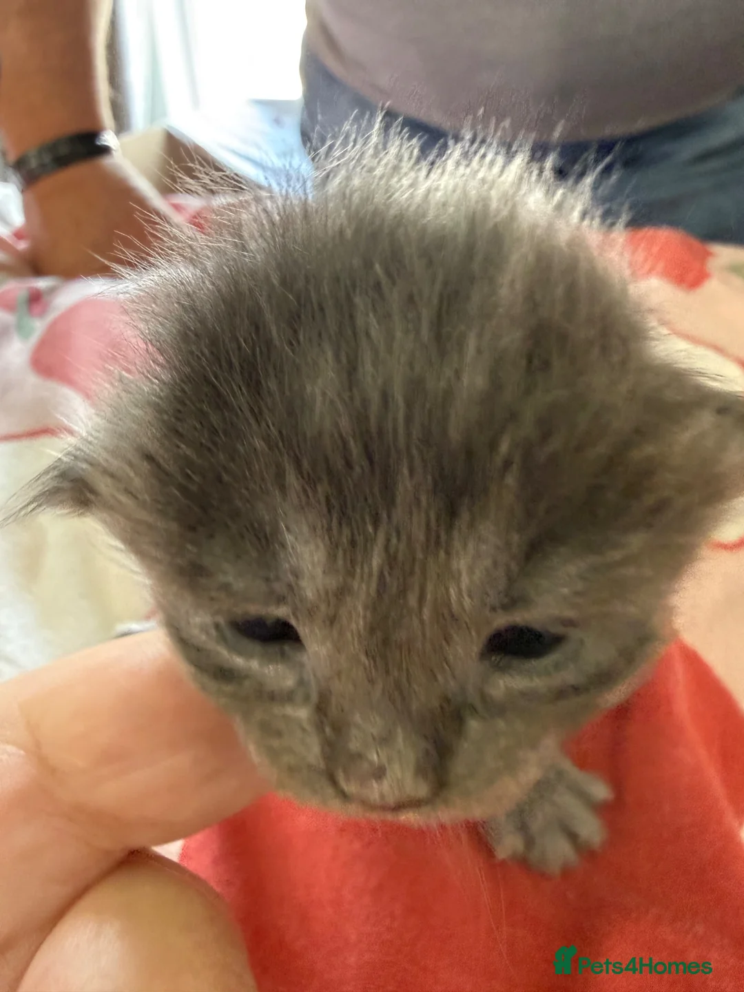 Mixed Breed cats for sale: Ragcoon Kittens - Advert 2