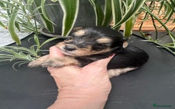 Jackapoo dogs for sale: Stunning Jackapoo pups  - Image 3