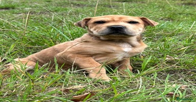Mixed Breed dogs - Advert 2
