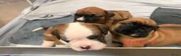 Boxer dogs for sale: Beautiful boxer puppies  - Advert 22