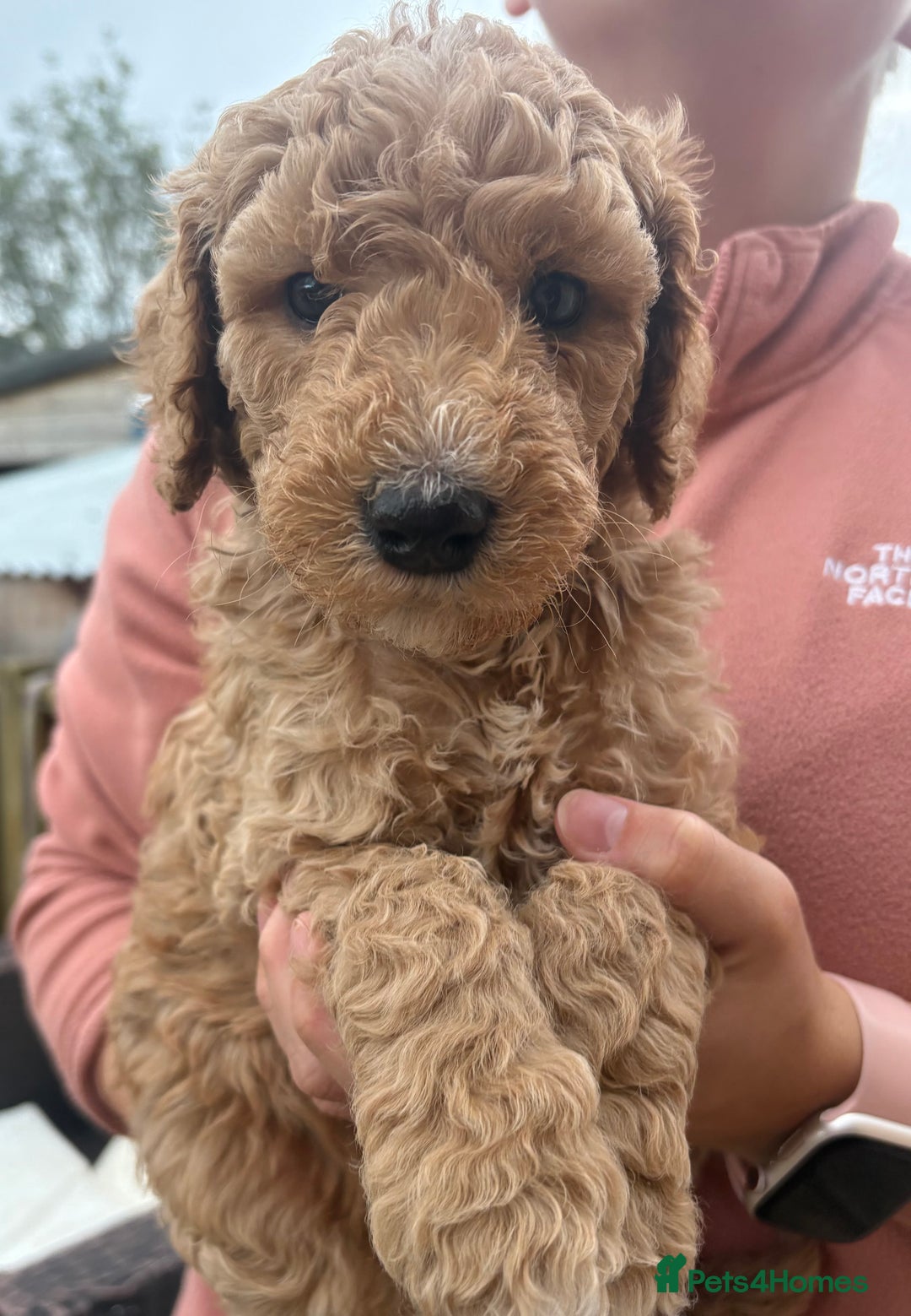 Goldendoodle dogs for sale: 🐶🐾🐶AUSTRALIAN DOUBLE DOODLE PUPPIES🐶🐾🐶 - Image 8