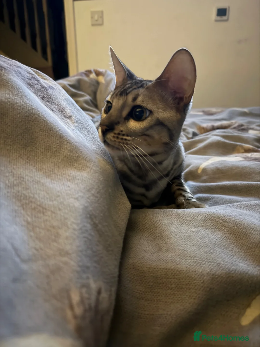Bengal cats for sale: 9 month old Bengal boy  - Advert 2