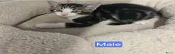 Mixed Breed cats for sale: Adorable kittens  - Advert 4