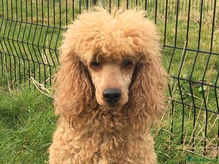 Miniature Poodle dogs Miniature Poodle at stud in Sandwich - Advert 10