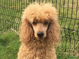 Miniature Poodle dogs Miniature Poodle at stud in Sandwich - Advert 14