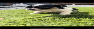 Jack Russell 3