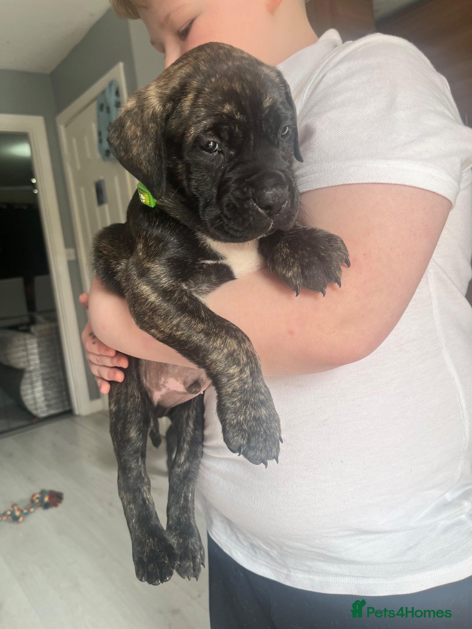 Mastiff dogs 3 gorgeous mixed mastiff boys left  - Advert 2