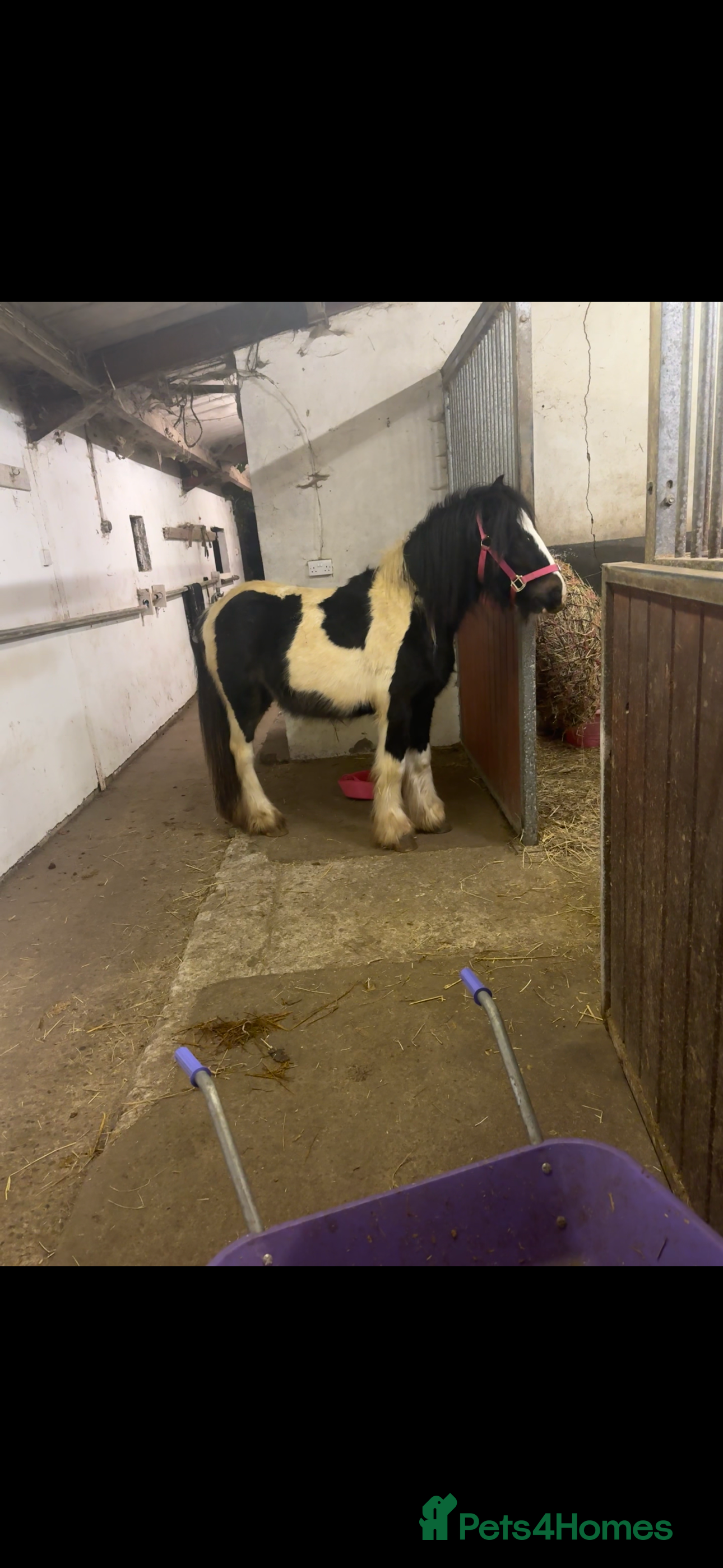 Irish Cob horses Piggy  - Advert 1