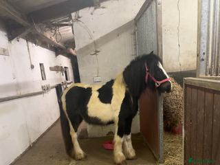 Irish Cob horses Piggy - Advert 2