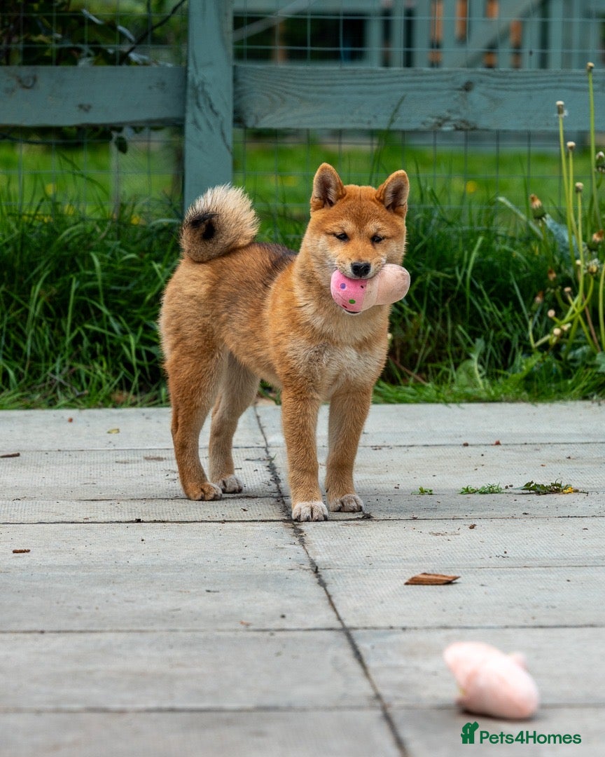 Japanese Shiba Inu dogs Pets home for stunning keeper girl  - Advert 1
