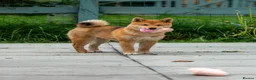 Japanese Shiba Inu dogs for sale: Pets home for stunning keeper girl  - Advert 1
