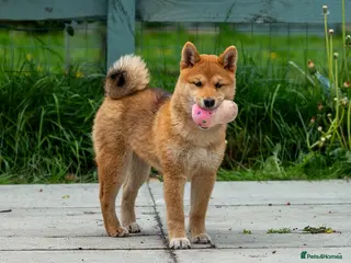 Japanese Shiba Inu dogs Pets home for stunning keeper girl - Advert 5