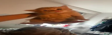 Mixed Breed 3
