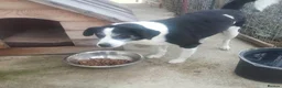 Mixed Breed dogs for adoption: Eric - Norwich Norfolk  - Advert 10