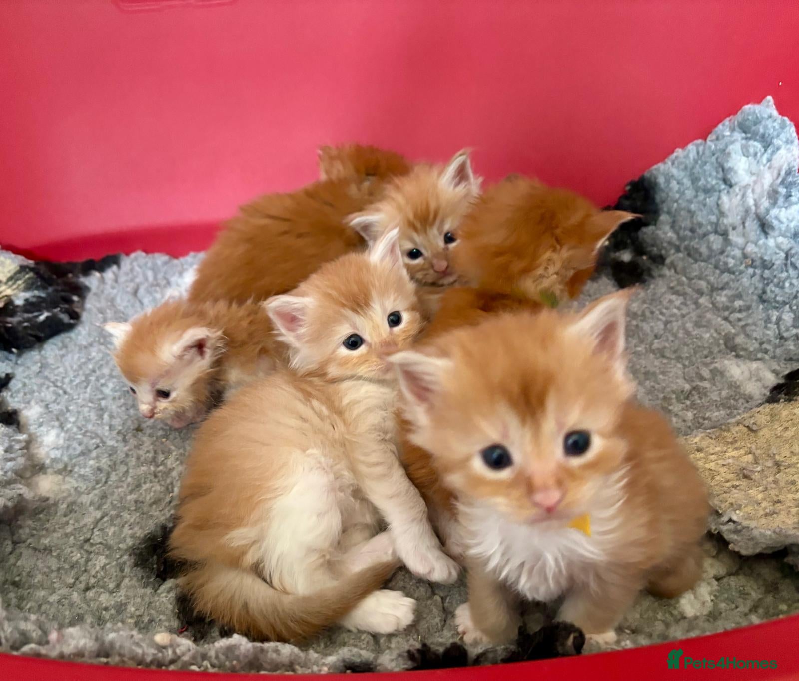 Maine Coon cats Beautiful Red Maine coone babies  - Advert 10