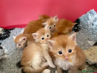 Maine Coon cats Beautiful Red Maine coone babies - Advert 10