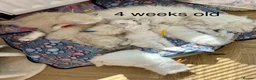 Siberian cats for sale: Siberian kittens with weekly updates  - Advert 5