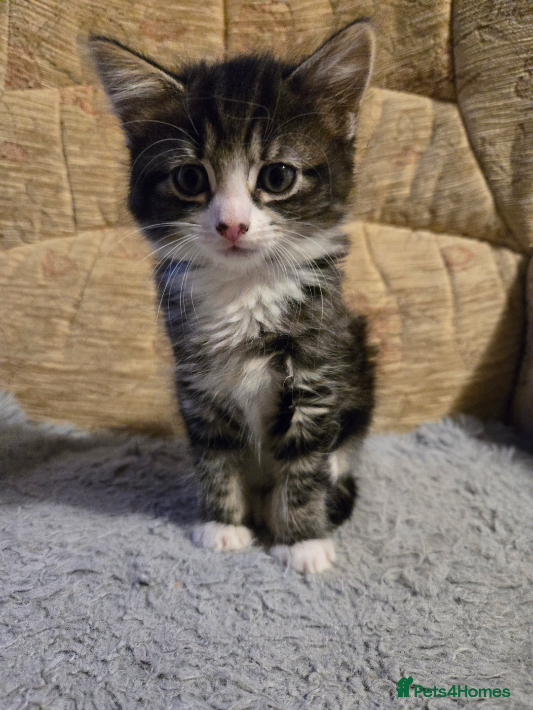 Mixed Breed cats for sale: Kittens - Image 9