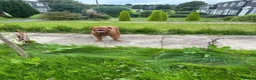 Dogue De Bordeaux dogs for sale: Dogue de bordeaux in Bolton - Advert 5