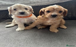 Cockapoo dogs for sale: Cockapoo puppies for sale- extensive DNA tested - Image 10