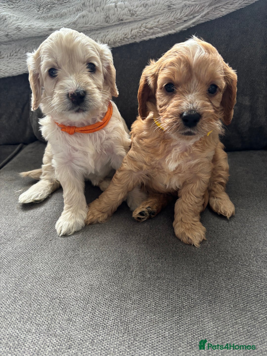 Cockapoo dogs for sale: Cockapoo puppies for sale- extensive DNA tested - Image 10