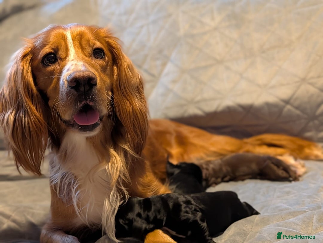 Cocker Spaniel dogs for sale: 🐾 KC Reg - Working Cocker spaniel DNA Tested 🧬 - Image 20