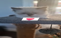Ragdoll cats for sale: Beautiful kittens  - Image 8