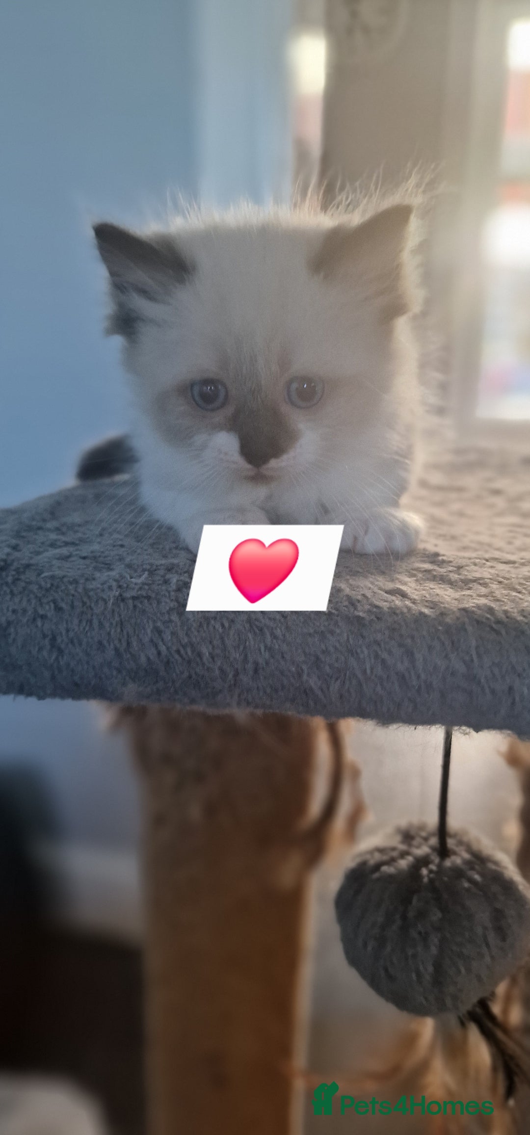 Ragdoll cats for sale: Beautiful kittens  - Image 8