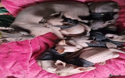 Sphynx cats for sale: Gorgeous Canadian Sphynx kittens - Image 28