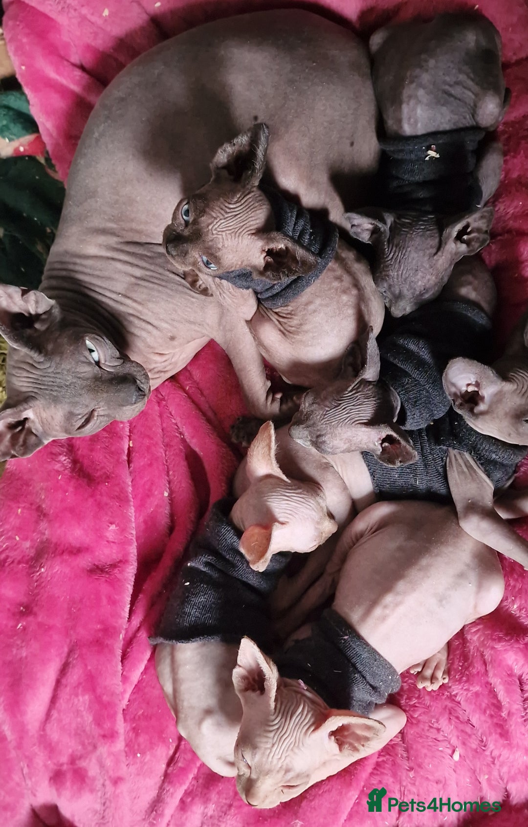 Sphynx cats for sale: Gorgeous Canadian Sphynx kittens - Image 28