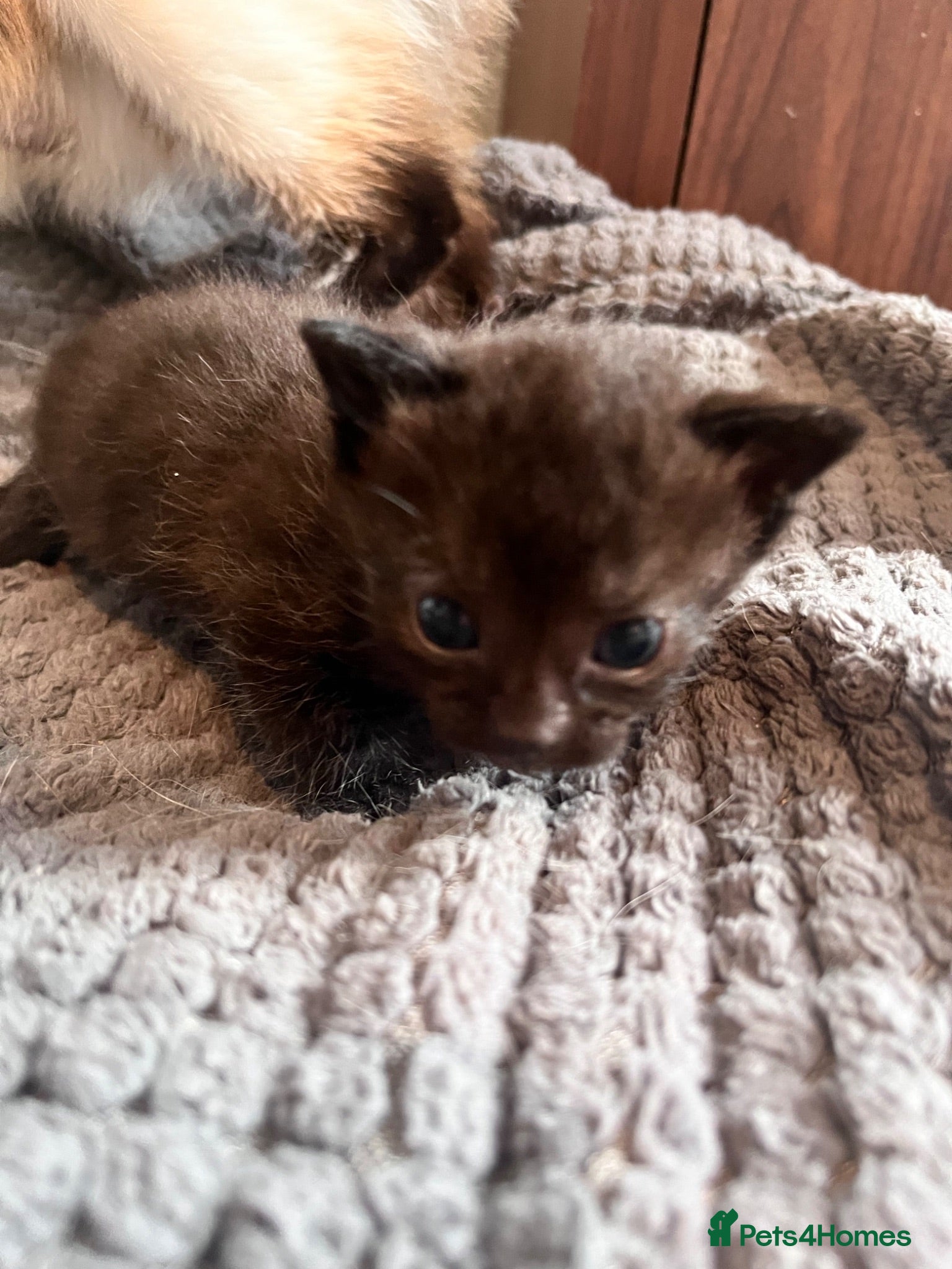 Mixed Breed cats Last one ❤️ Gorgeous Black Female Kitten 🐱 - Advert 2
