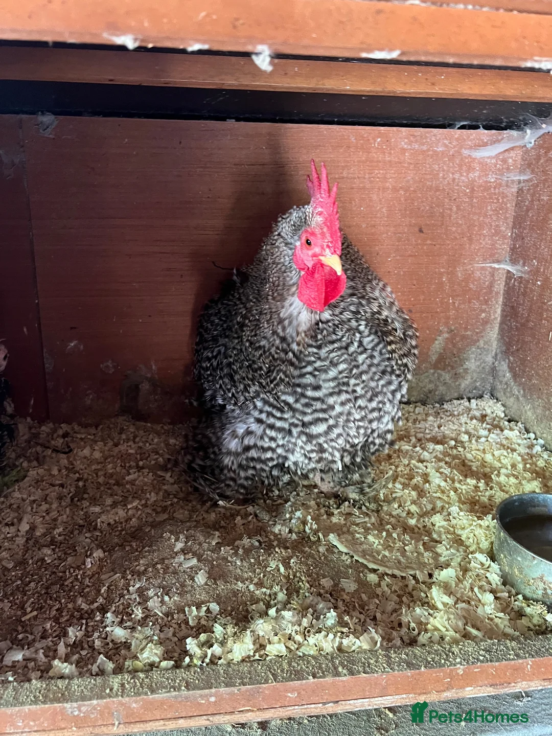 Chickens poultry for sale: Lovely bantum chickens  in Canterbury - Advert 2