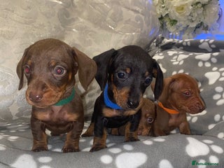 Miniature Dachshund dogs - Advert 7