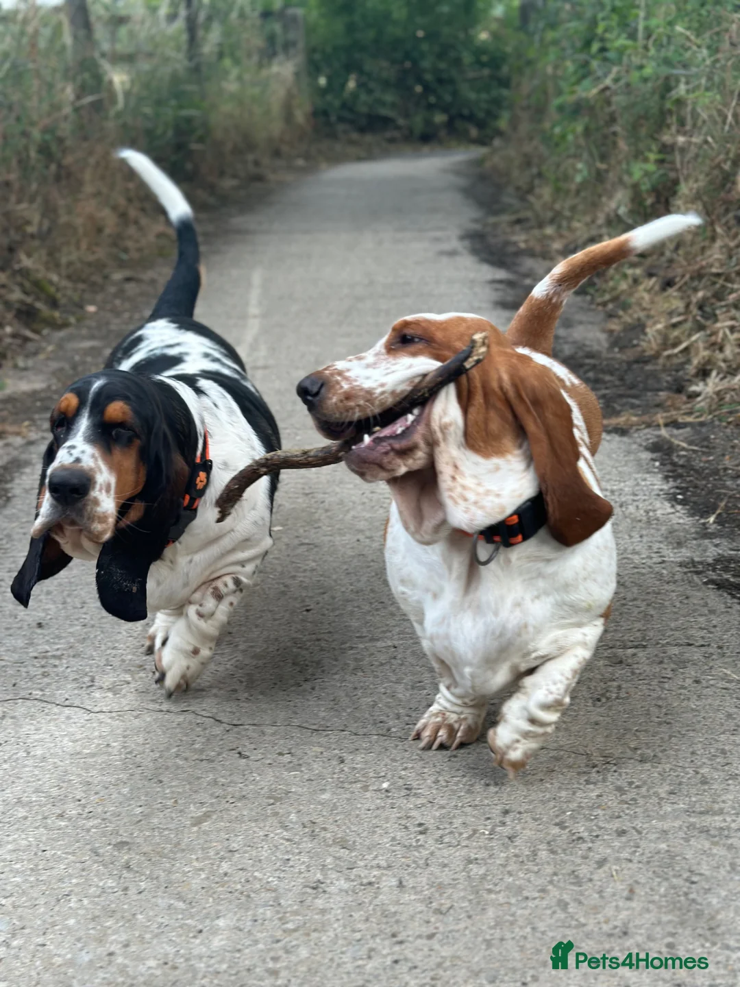Basset Hound dogs for sale: Basset Hound - Advert 2