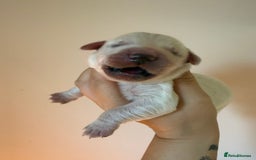 Golden Retriever dogs for sale: KC REG WHITE FULLY HEALTH TESTED PARENTS - Image 6