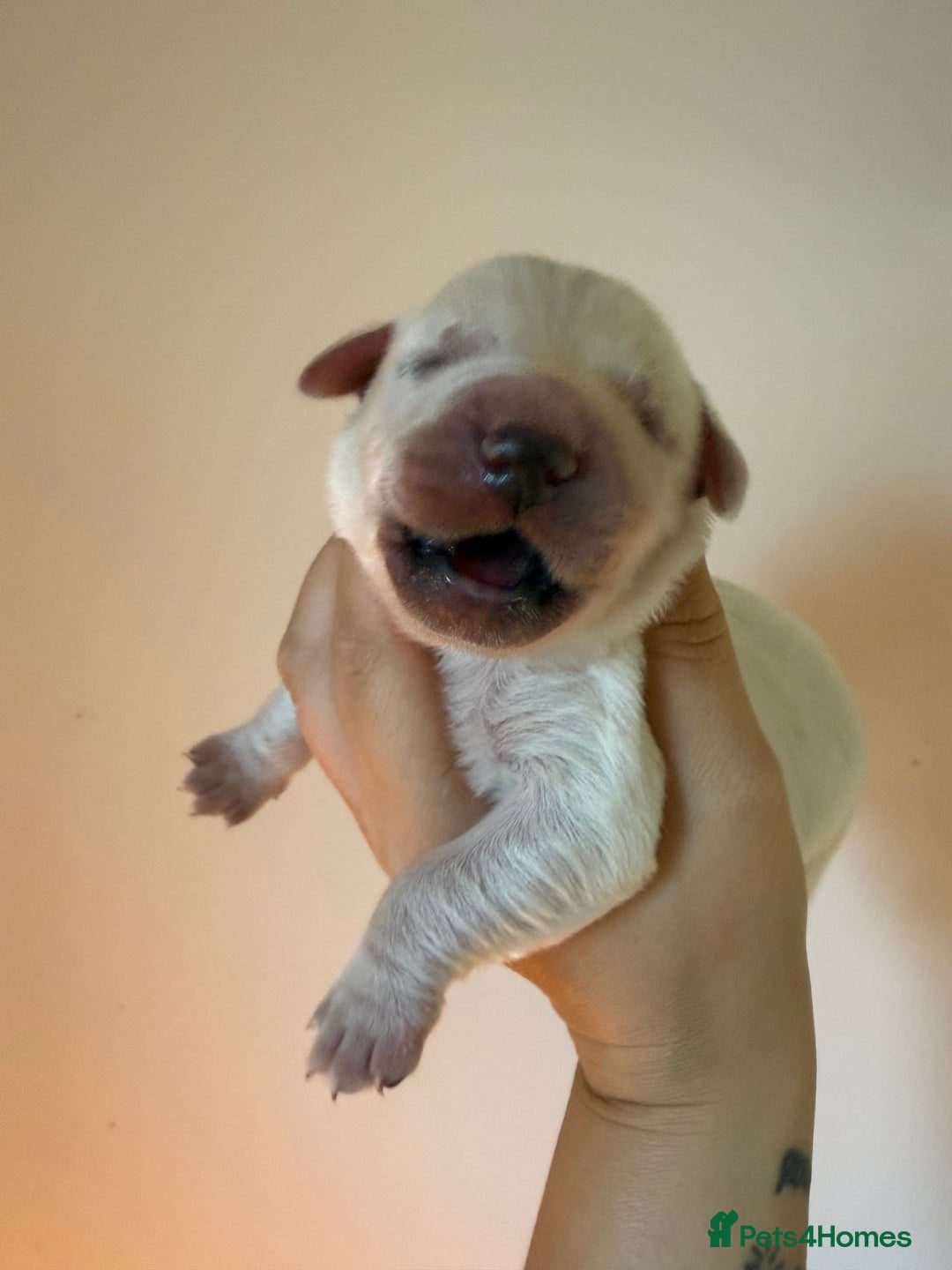 Golden Retriever dogs for sale: KC REG WHITE FULLY HEALTH TESTED PARENTS - Image 6