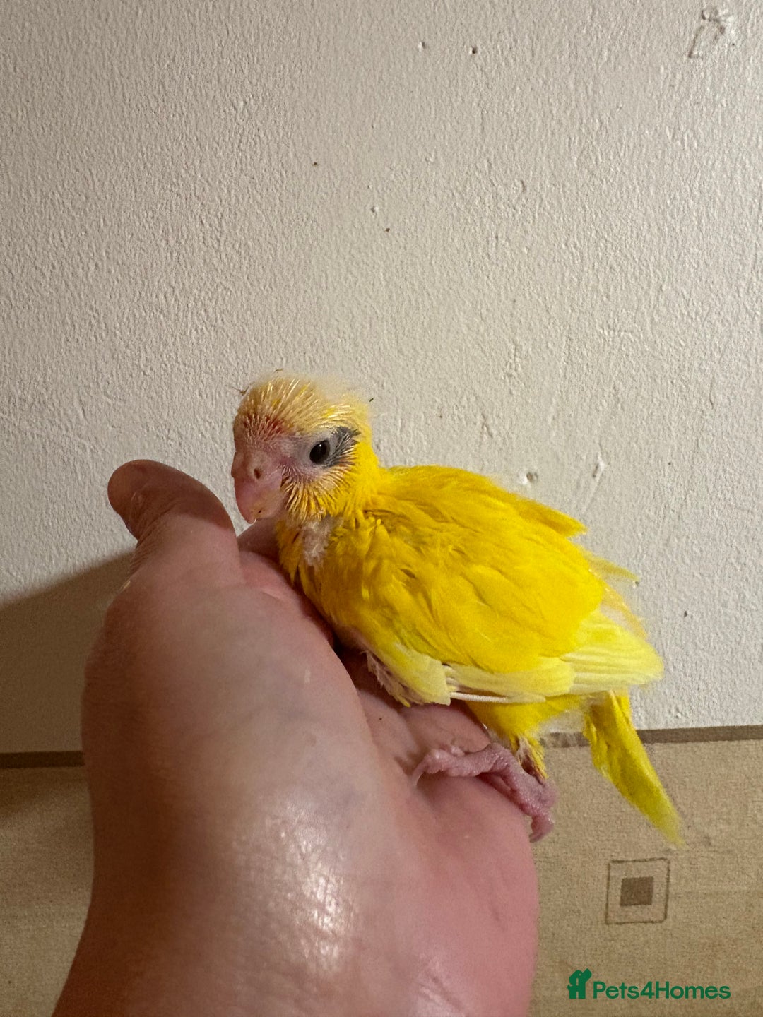 Parakeets birds for sale: Buttercup Kakariki - Advert 4