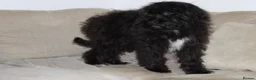 Aussiedoodle dogs for sale: Aussiedoodle F1 Health Tested KC registered parent - Advert 5