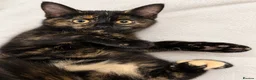 Mixed Breed cats for sale: Two kittens for sale x in Birmingham - Advert 4